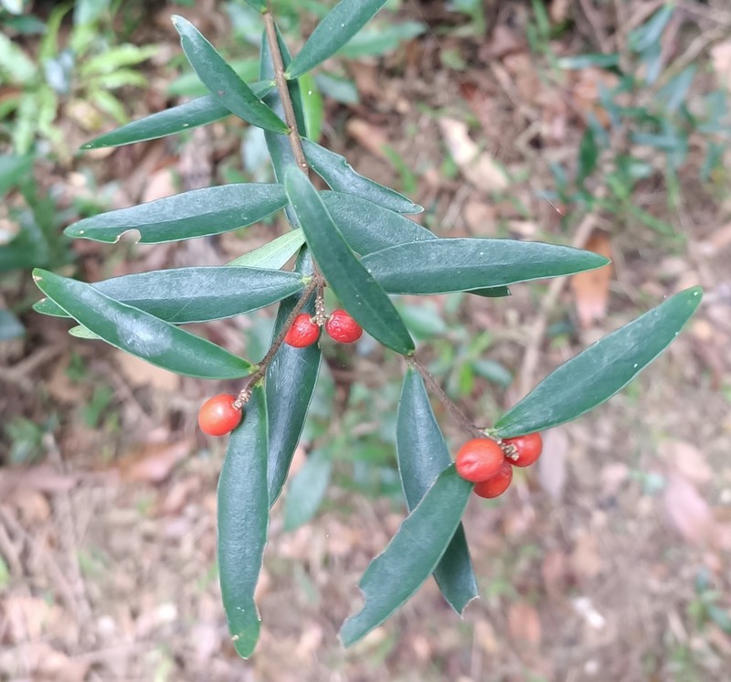 Wikstroemia lanceolata photo 6