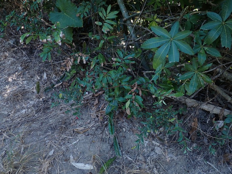 Wikstroemia lanceolata photo 8