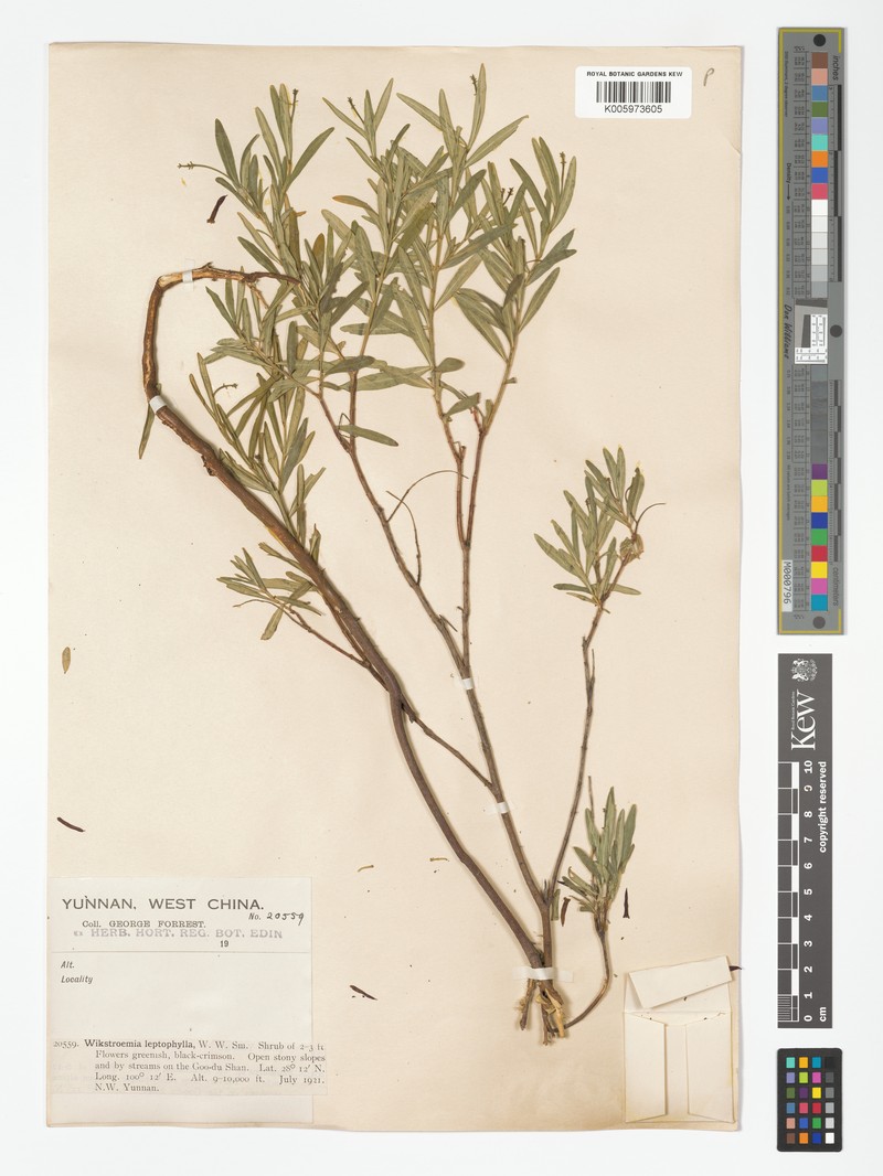 Wikstroemia leptophylla