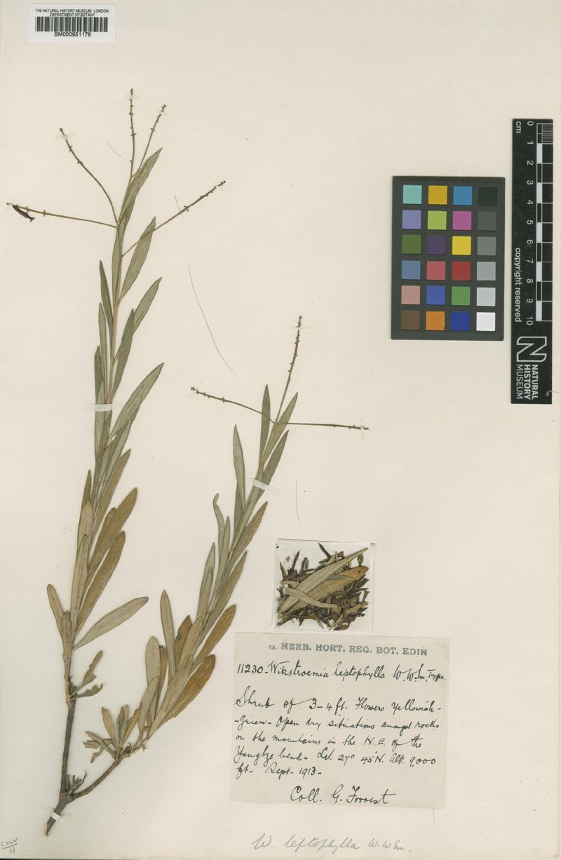 Wikstroemia leptophylla photo 3