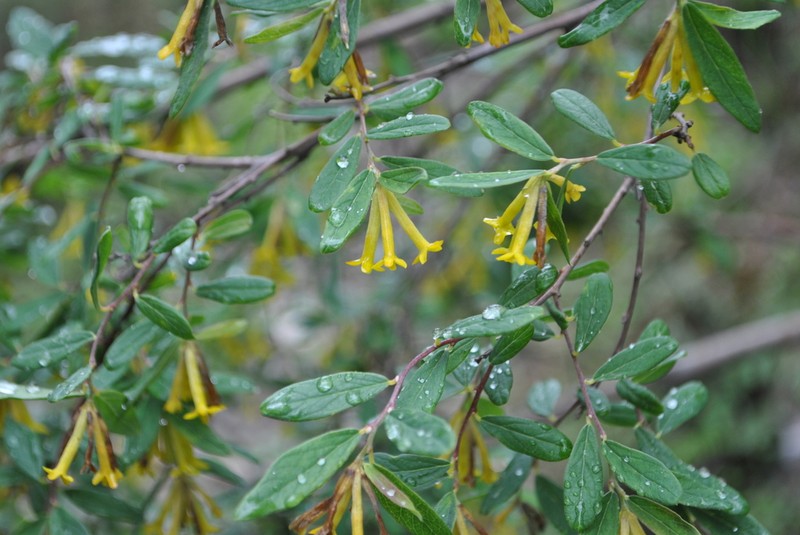 Wikstroemia lichiangensis photo 2