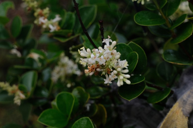 Wikstroemia lichiangensis photo 3