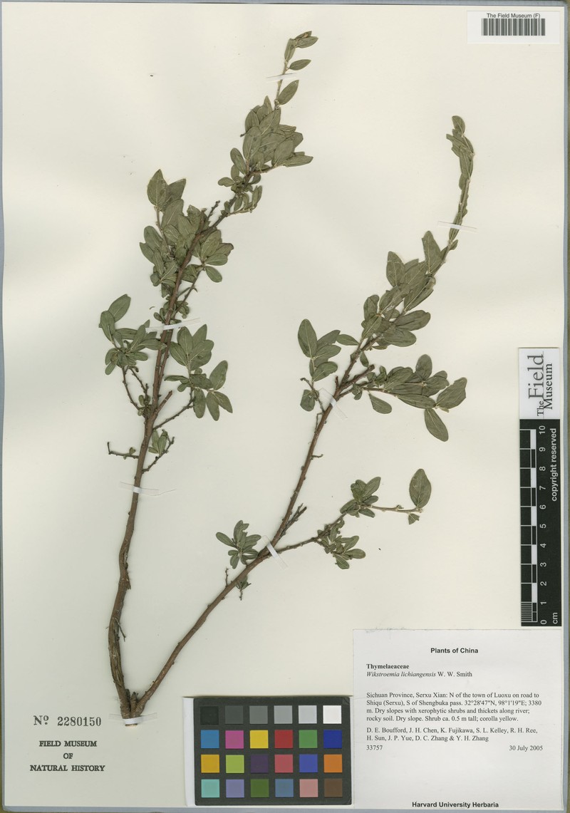 Wikstroemia lichiangensis photo 4