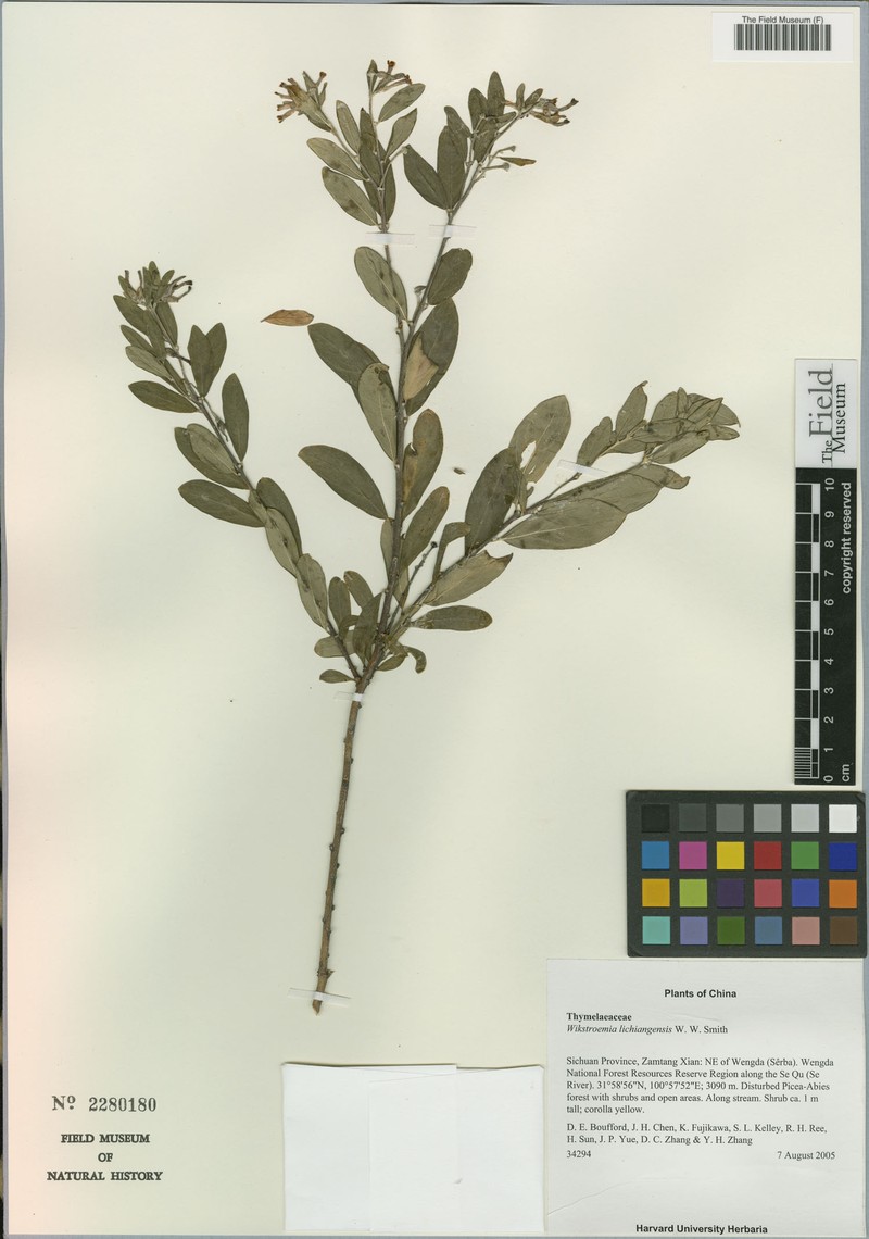 Wikstroemia lichiangensis photo 5