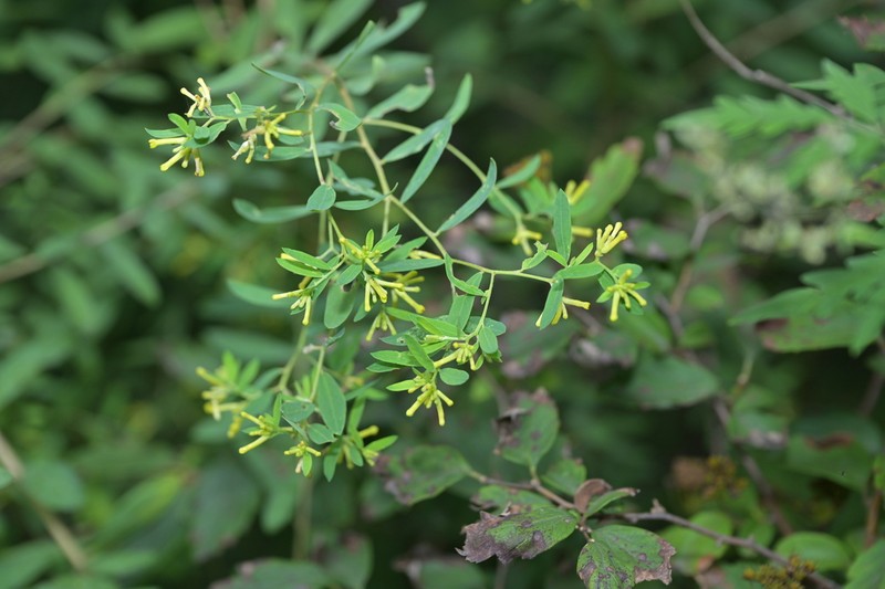 Wikstroemia ligustrina