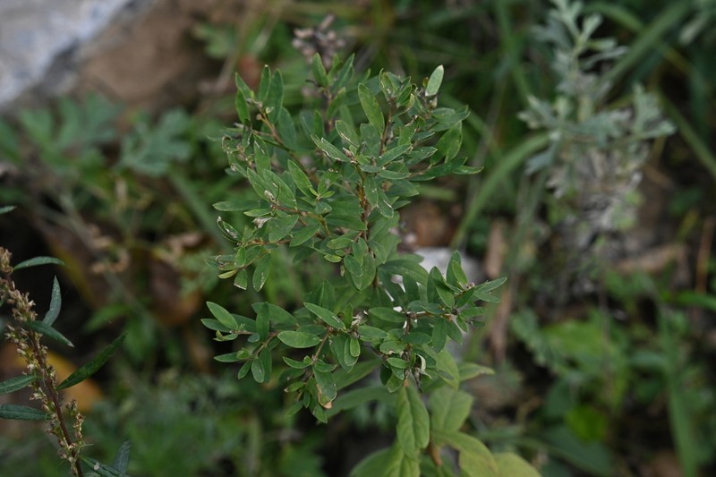 Wikstroemia ligustrina photo 2