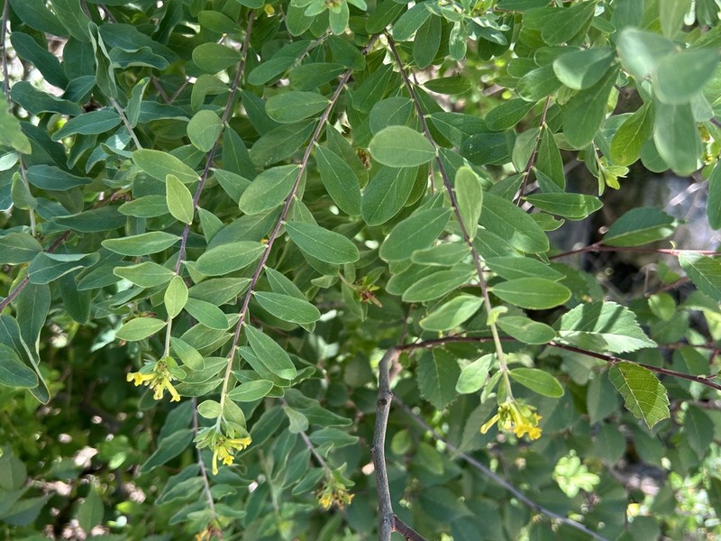 Wikstroemia ligustrina photo 3