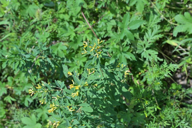 Wikstroemia ligustrina photo 4