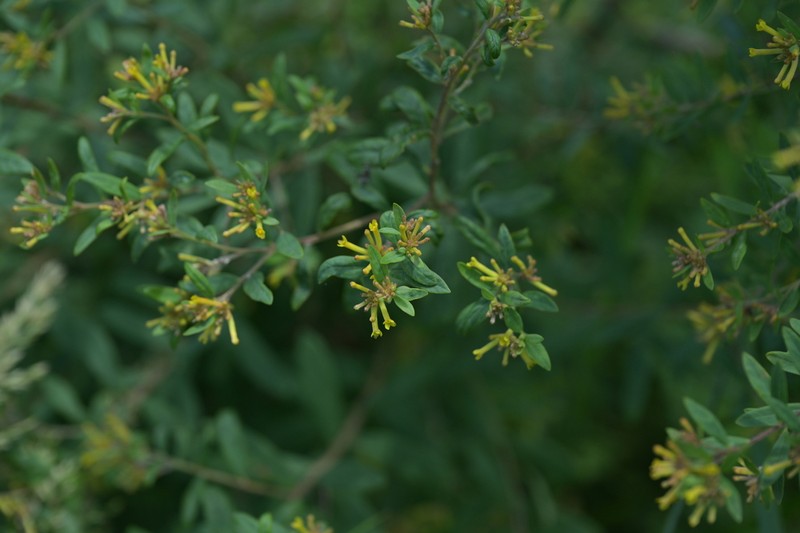 Wikstroemia ligustrina photo 5