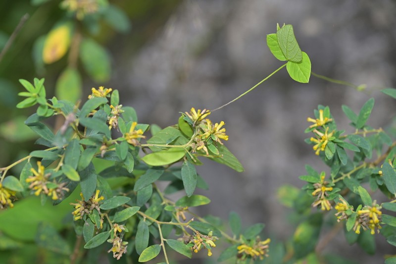 Wikstroemia ligustrina photo 6