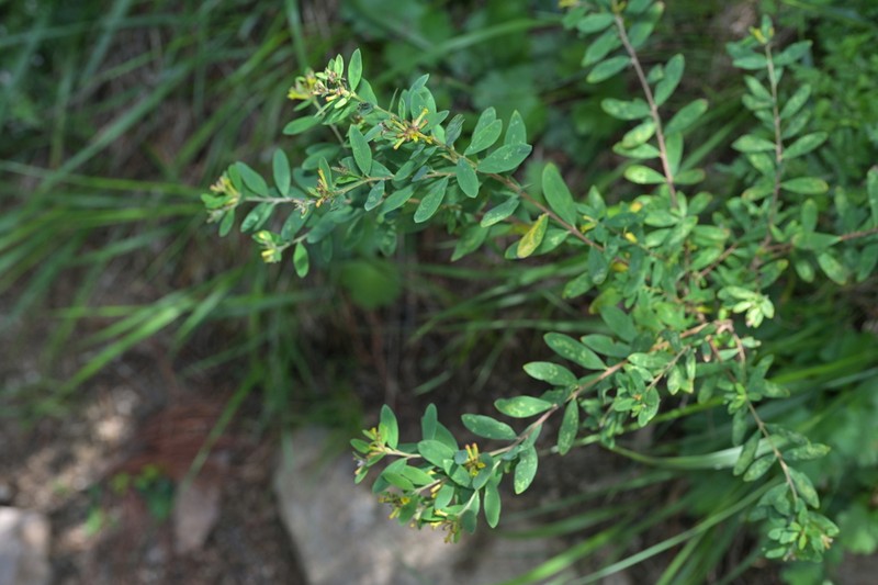 Wikstroemia ligustrina photo 7