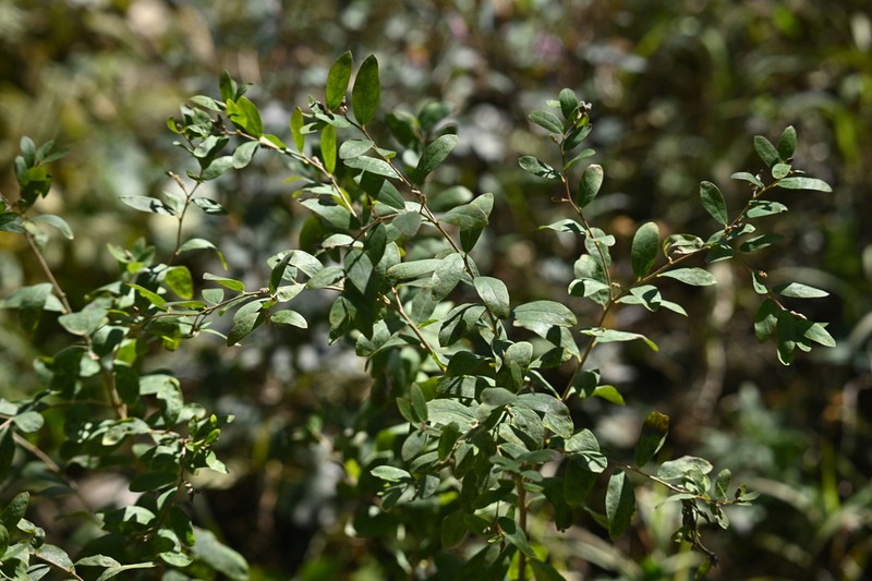 Wikstroemia ligustrina photo 8