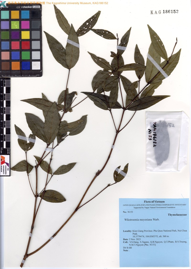 Wikstroemia meyeniana