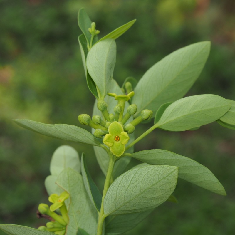 Wikstroemia meyeniana photo 2
