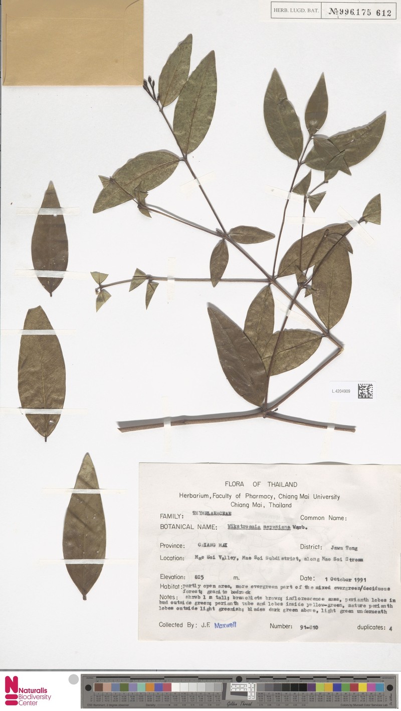 Wikstroemia meyeniana photo 3