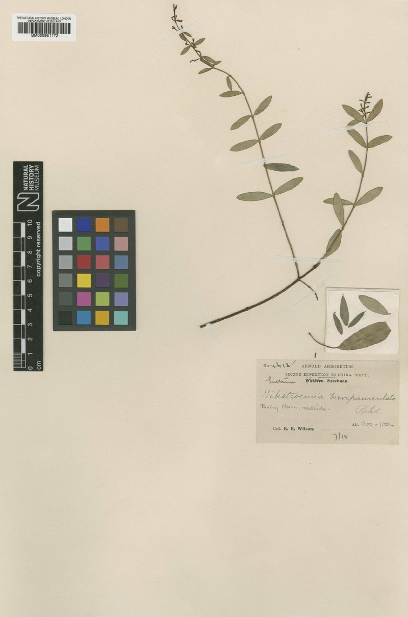 Wikstroemia micrantha