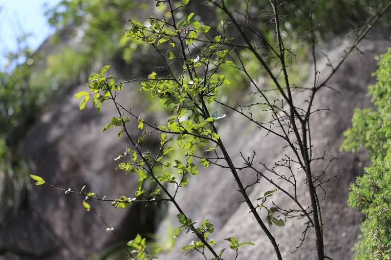 Wikstroemia monnula