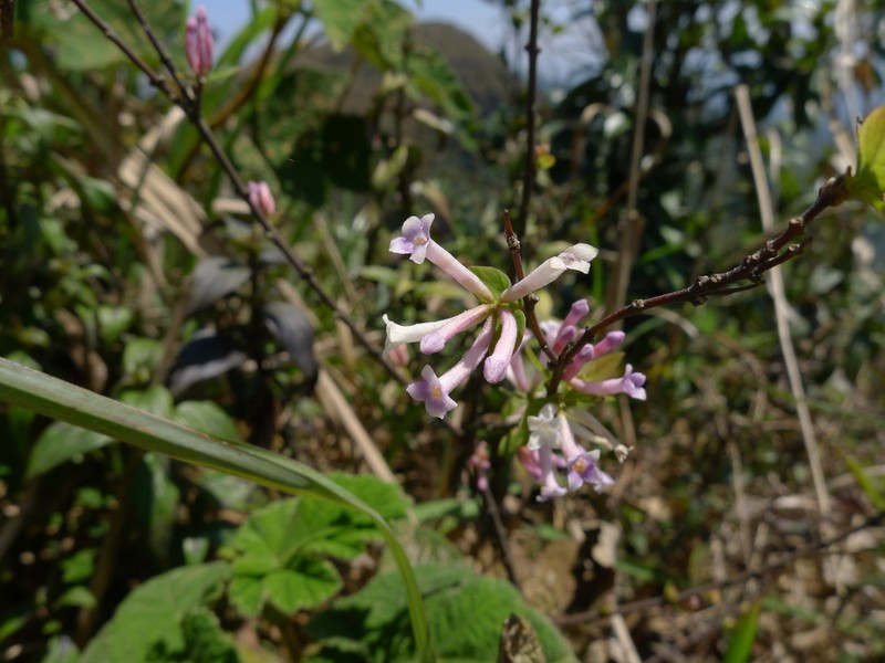 Wikstroemia monnula photo 2