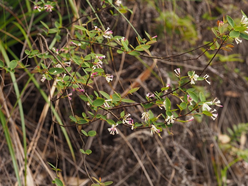Wikstroemia monnula photo 4