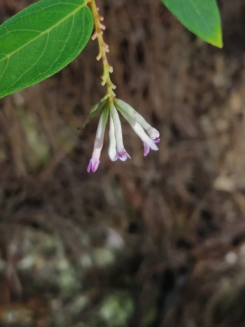 Wikstroemia monnula photo 5
