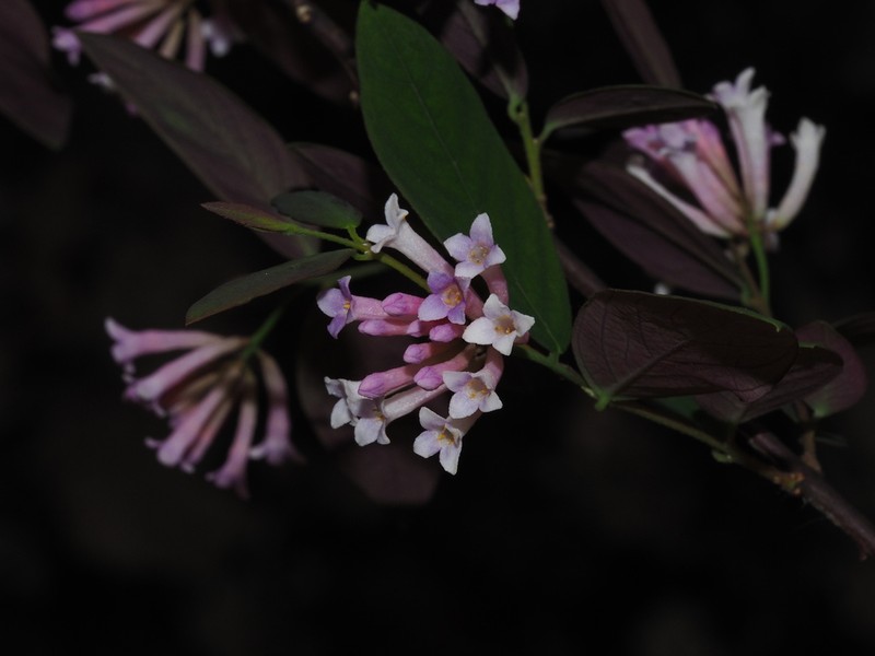 Wikstroemia monnula photo 6