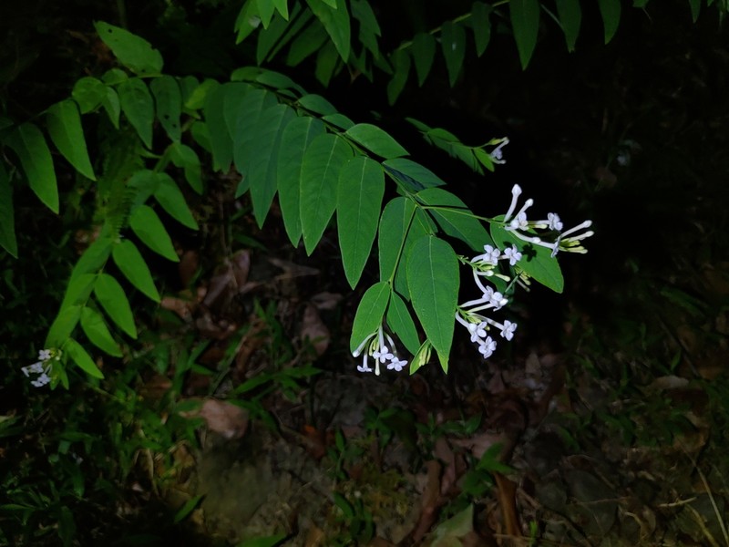 Wikstroemia mononectaria