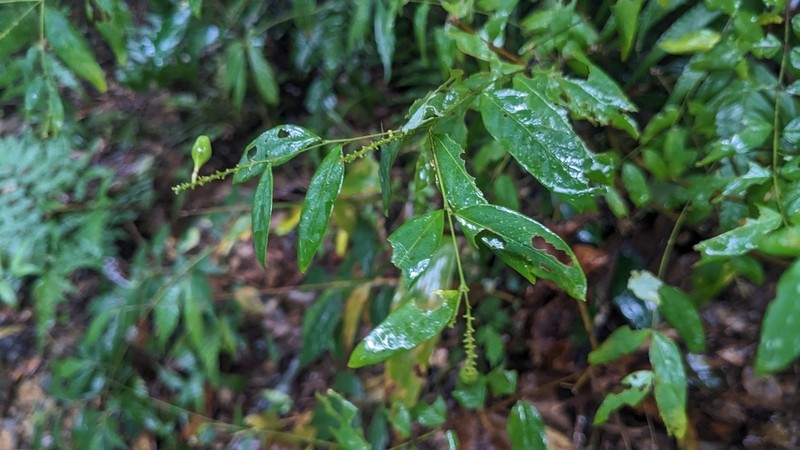 Wikstroemia mononectaria photo 3
