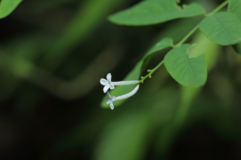 Wikstroemia mononectaria photo 4