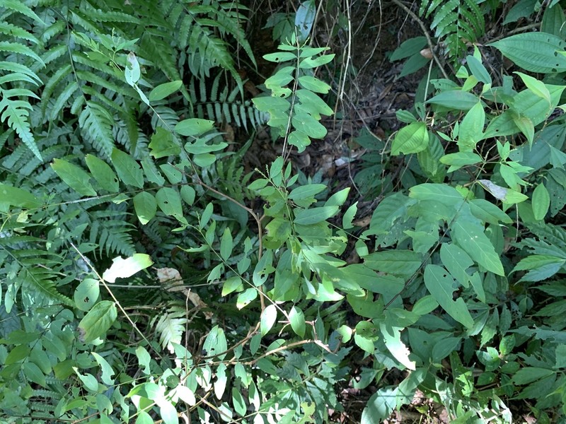 Wikstroemia mononectaria photo 5