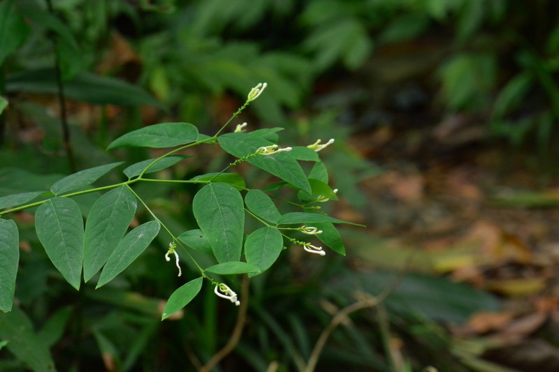 Wikstroemia mononectaria photo 6