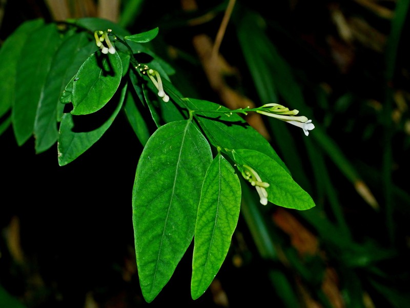 Wikstroemia mononectaria photo 7