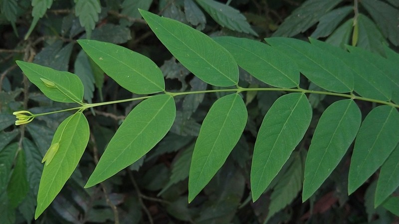 Wikstroemia mononectaria photo 8