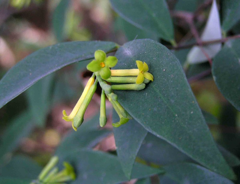 Wikstroemia nutans