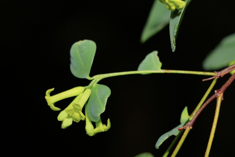 Wikstroemia nutans photo 2