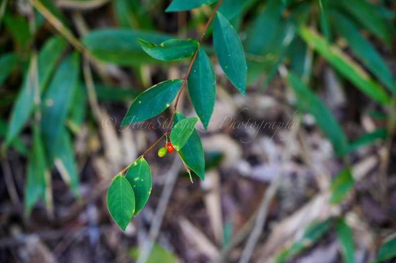 Wikstroemia nutans photo 3