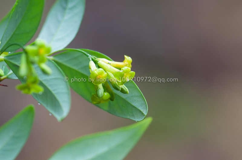 Wikstroemia nutans photo 5
