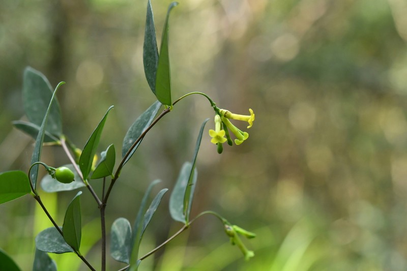 Wikstroemia nutans photo 6