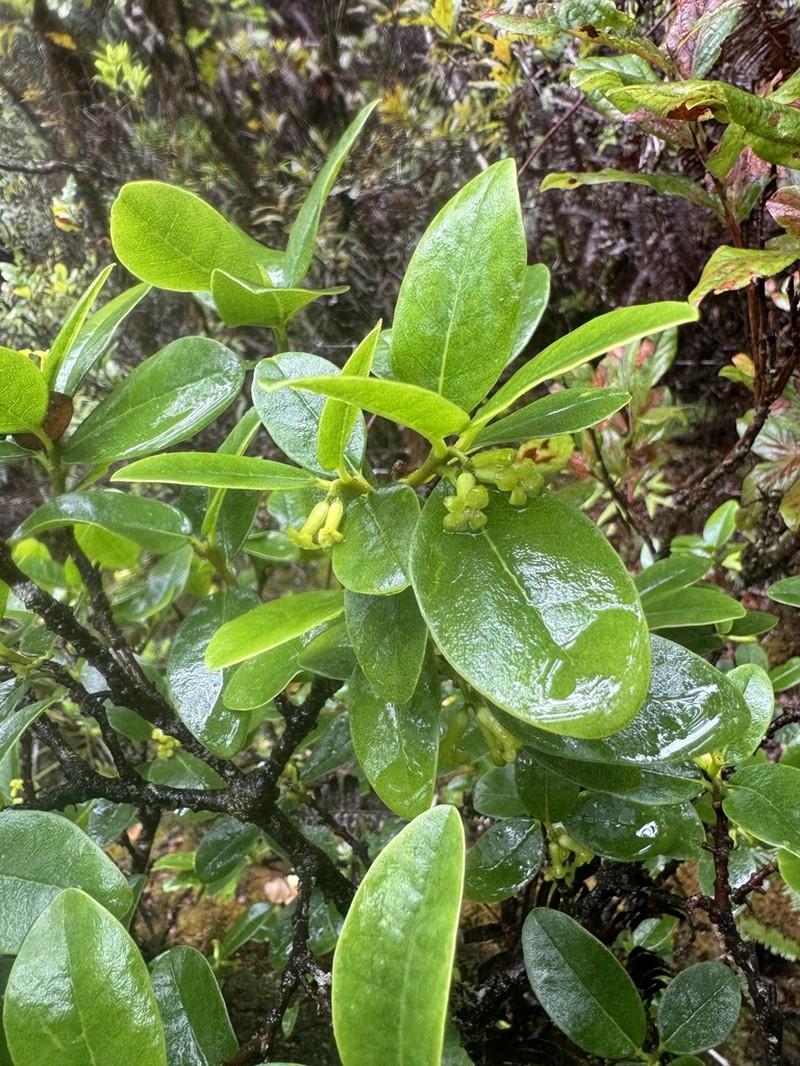 Oahu False Ohelo photo 4