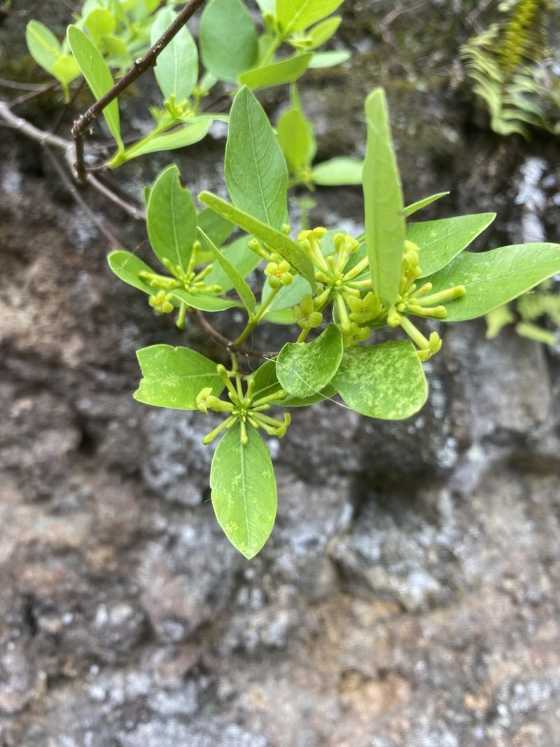 Oahu False Ohelo photo 5