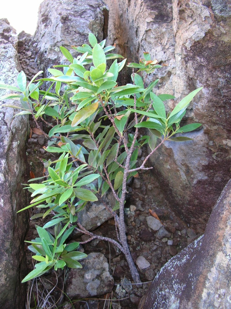 Oahu False Ohelo