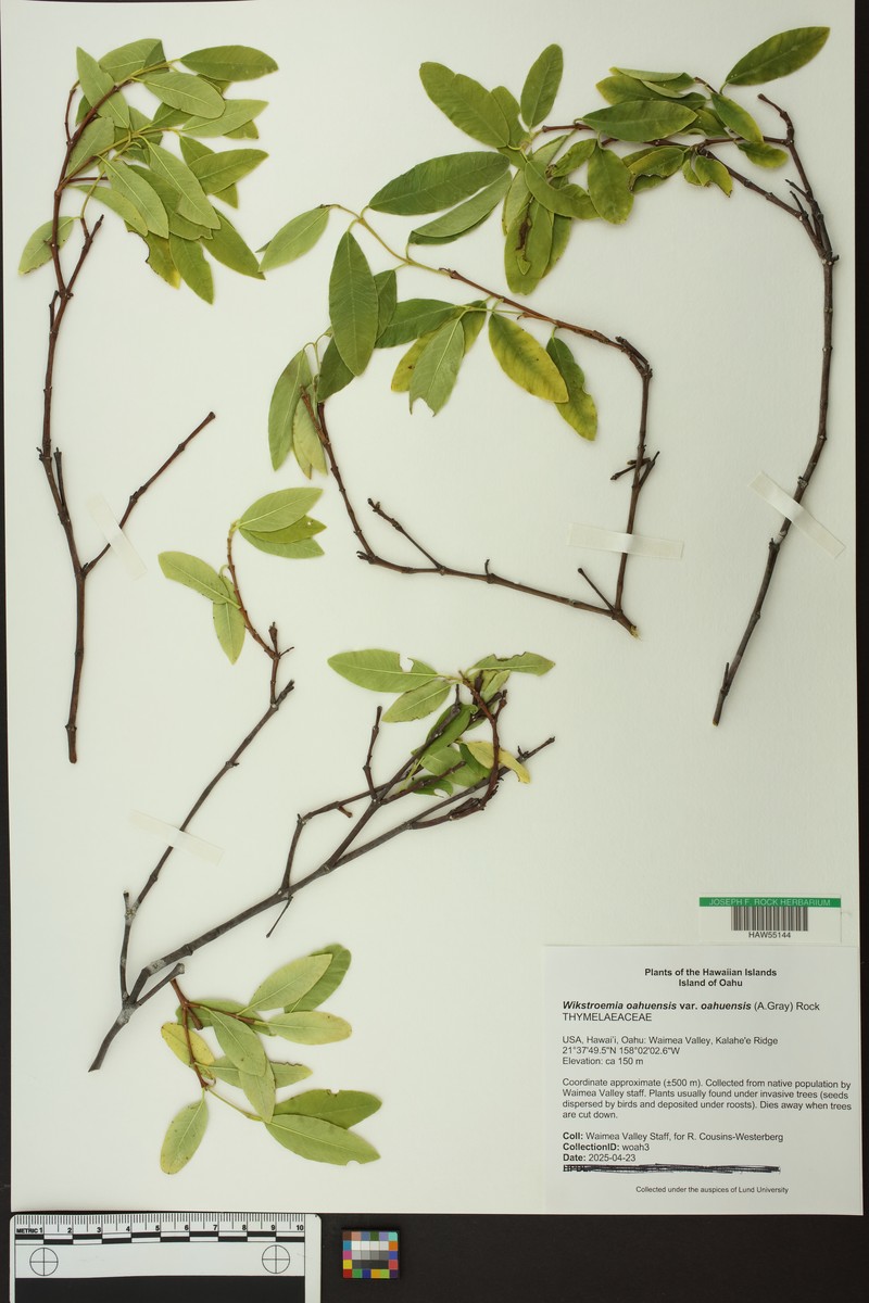 Wikstroemia oahuensis var. oahuensis