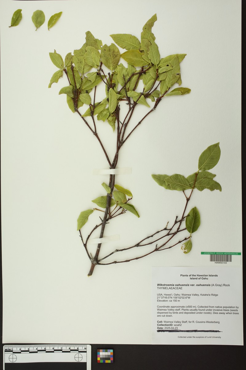 Wikstroemia oahuensis var. oahuensis photo 2