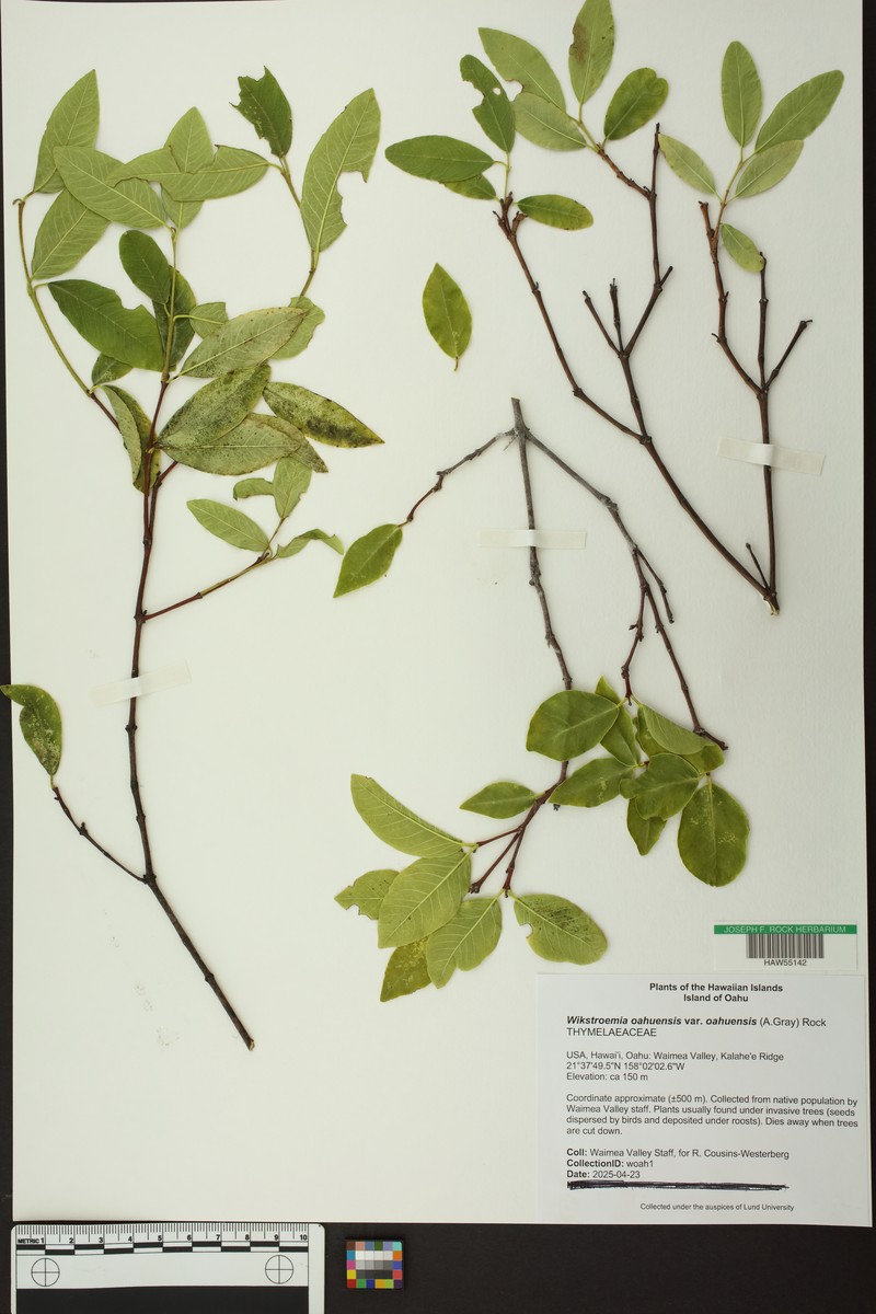 Wikstroemia oahuensis var. oahuensis photo 3