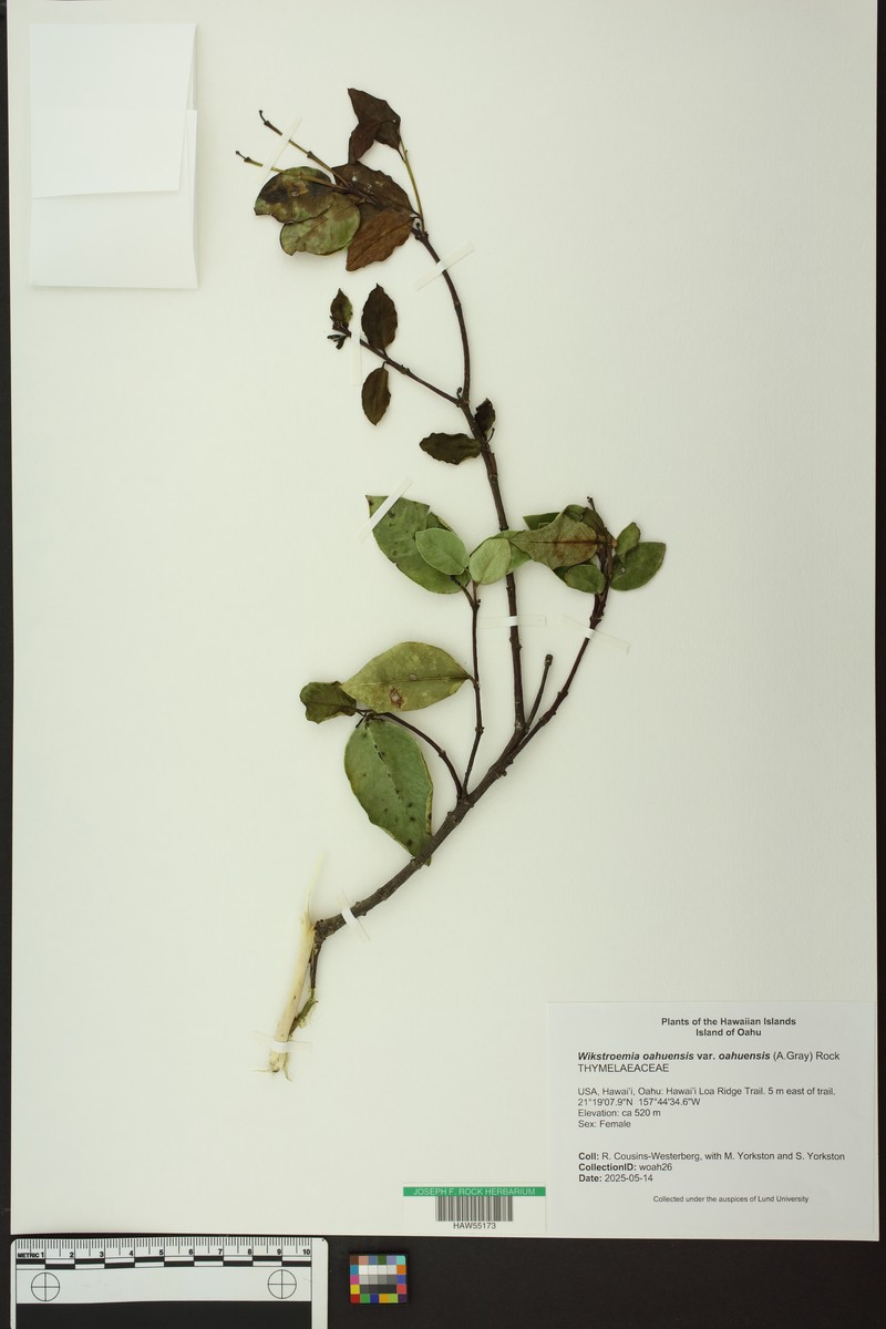 Wikstroemia oahuensis var. oahuensis photo 4