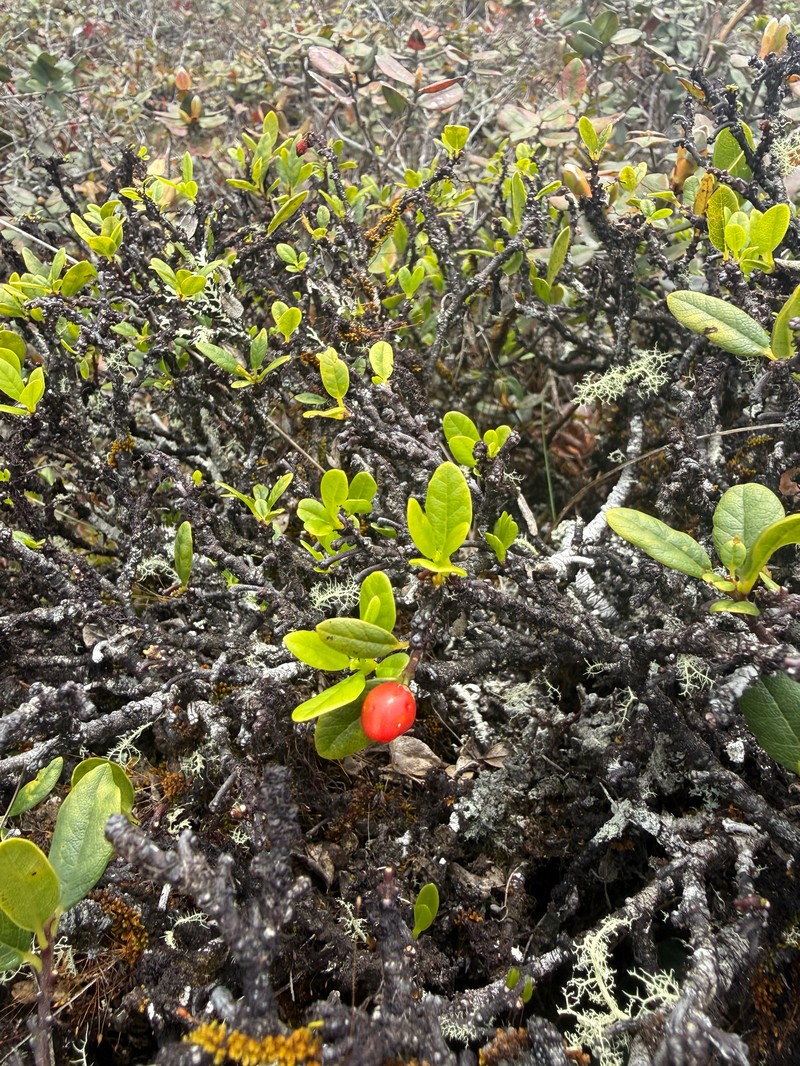 Wikstroemia oahuensis var. palustris