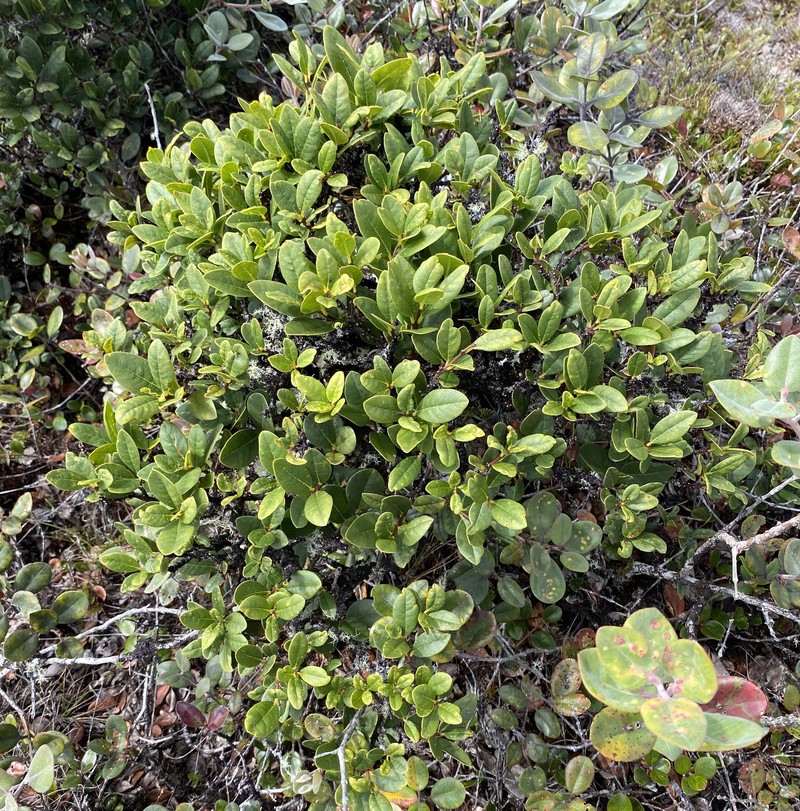 Wikstroemia oahuensis var. palustris photo 2