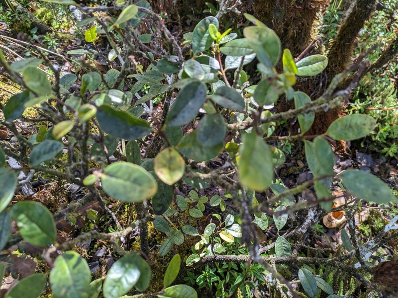 Wikstroemia oahuensis var. palustris photo 3
