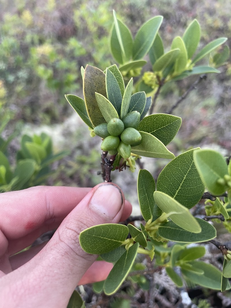 Wikstroemia oahuensis var. palustris photo 4