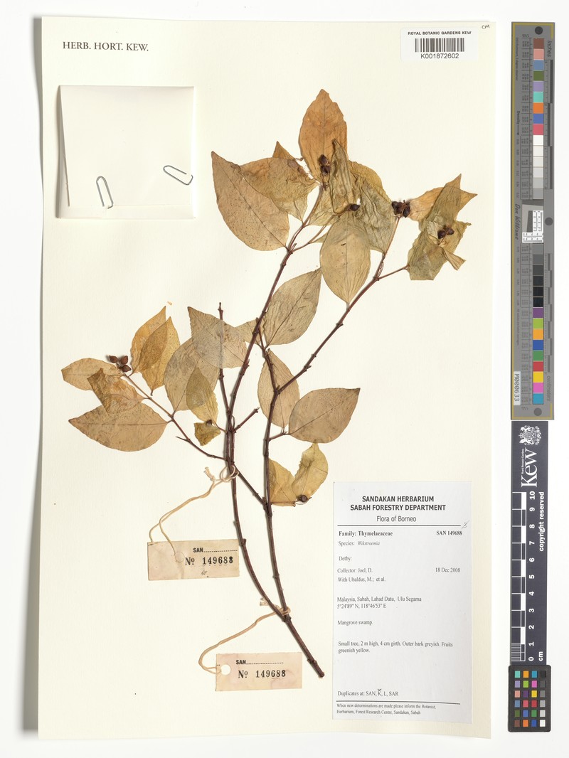 Wikstroemia ovata
