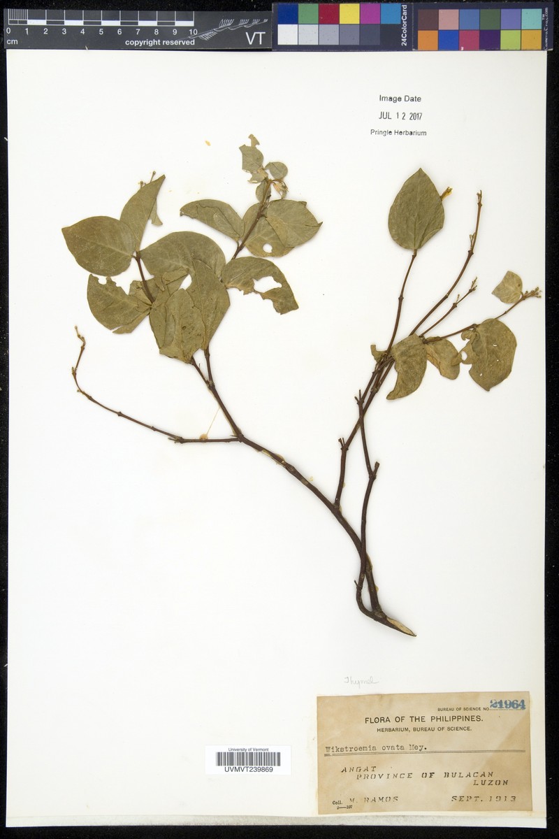 Wikstroemia ovata photo 2